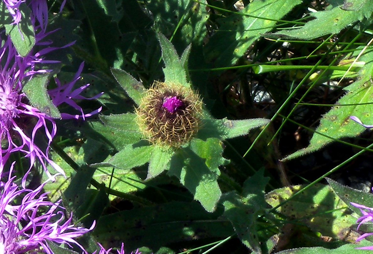 Centaurea cfr. uniflora